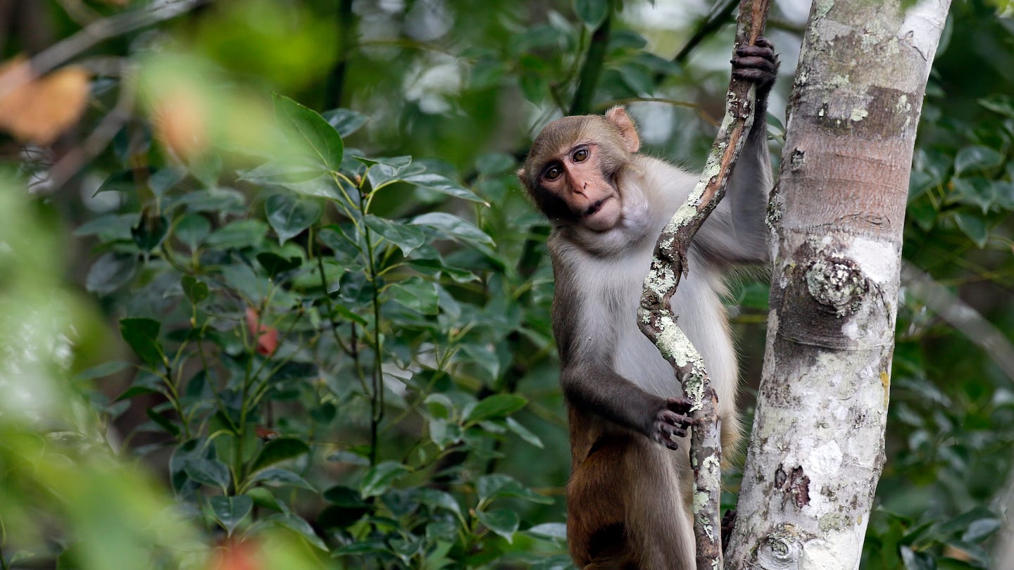 A rhesus macaques monkey observed kayakers on the Silver River in Florida in this 2017 photo.