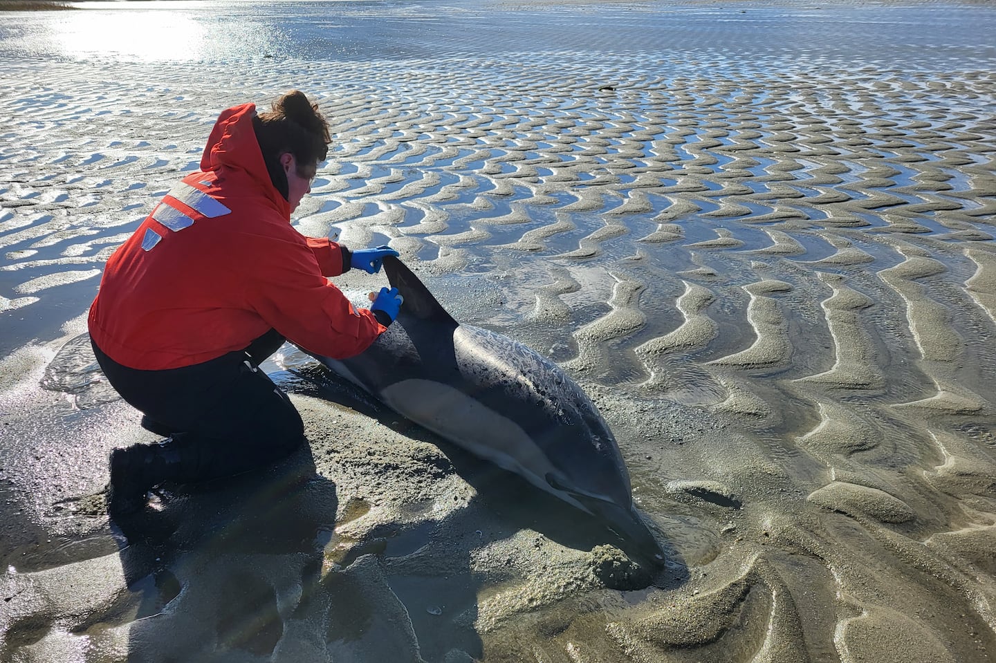 Ten dolphins were rescued after they were found stranded on multiple Cape Cod beaches Saturday, the International Fund for Animal Welfare said.