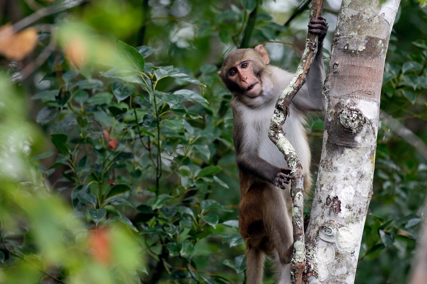 A rhesus macaques monkey observed kayakers on the Silver River in Florida in this 2017 photo.