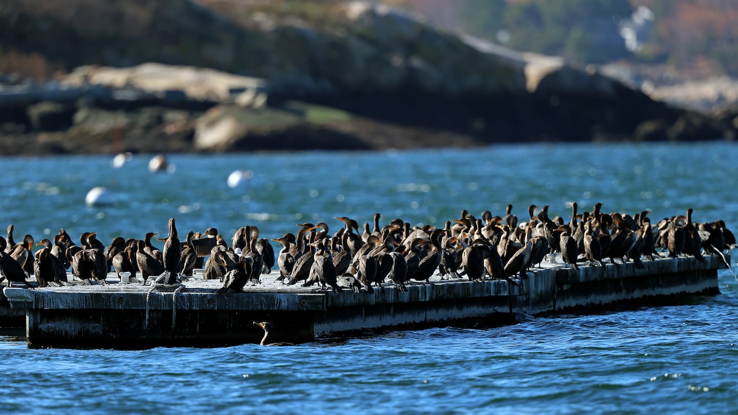 Birds pack onto a float offshore in Gloucester on Friday. After another cool day on Sunday, temps will climb into the upper 60s Monday.