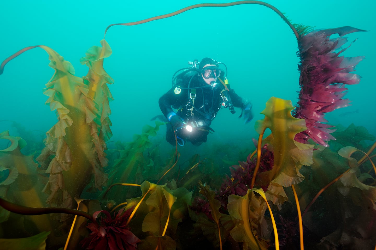 Jeff Wildermuth swam through a kelp forest at Cashes Ledge in 2018, 70 miles off the coast of Maine.