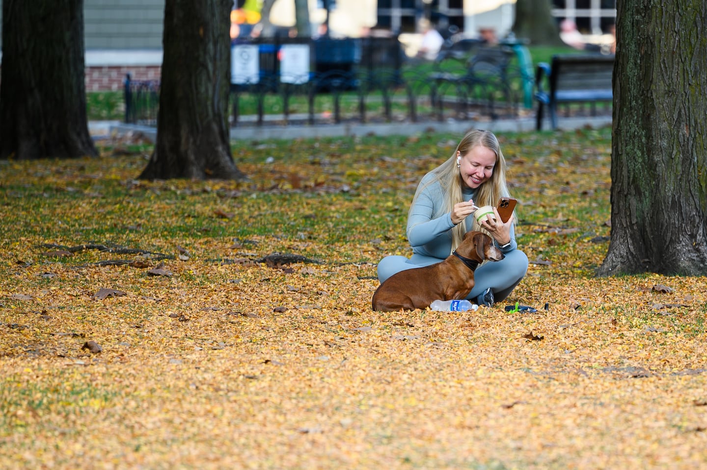 A park-goer sits in a field of leaves with a dog at Christopher Columbus Waterfront Park near Long Wharf in Boston.