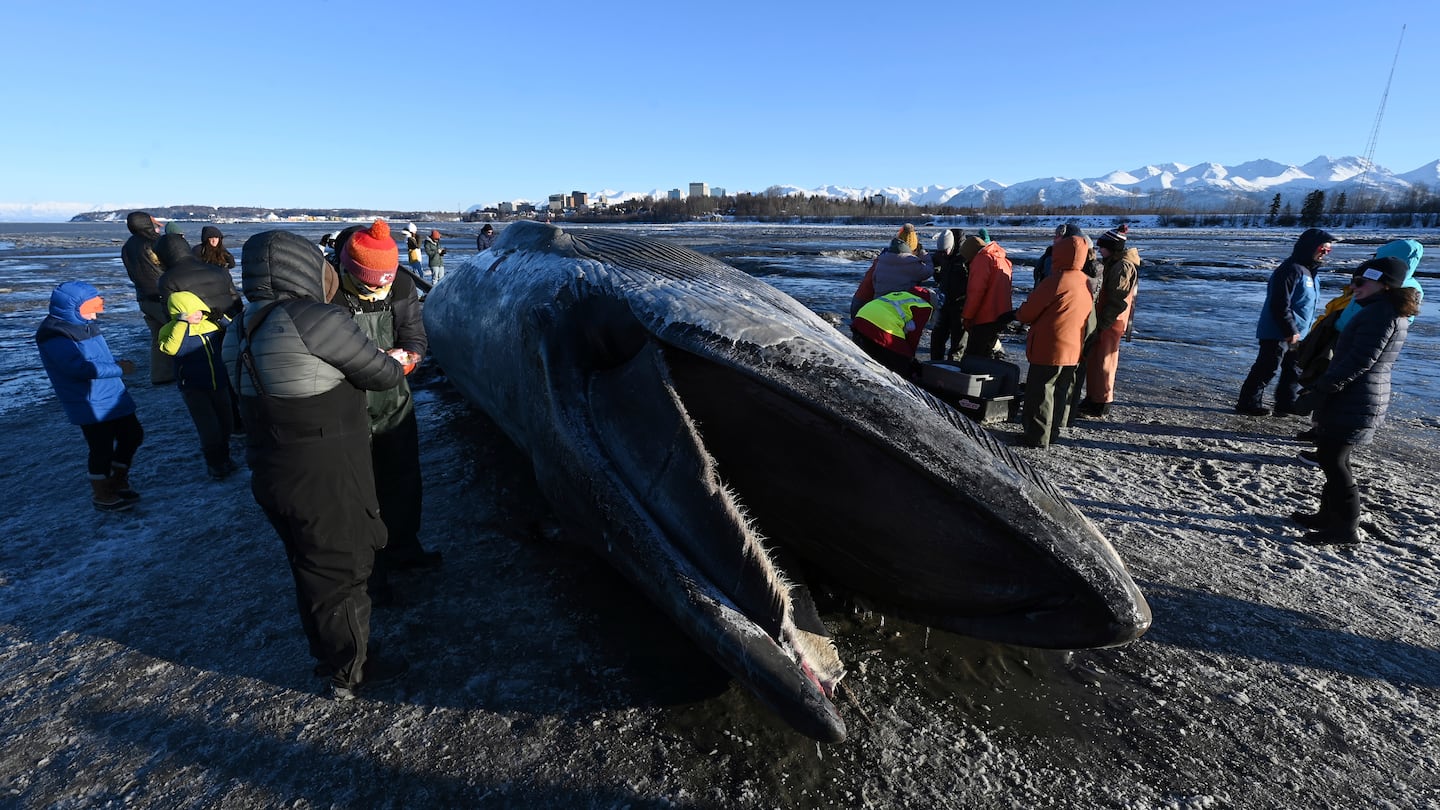 A dead fin whale rested on the frozen mudflats near Anchorage, Ala., Monday.