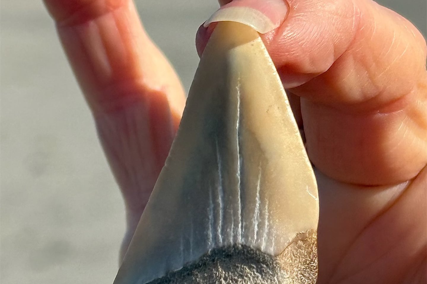 A fossilized tooth from a great white shark, believed to be at least 10,000 years old, or possibly millions more, washed up on the shore of Narragansett Town Beach in Rhode Island in early November, just months after another tooth was found along the shore.