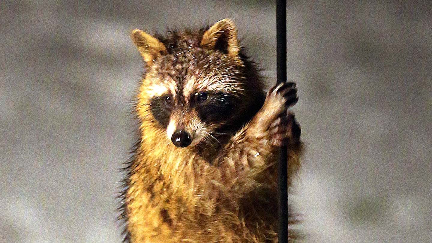 A different raccoon held onto a pole in a Pembroke backyard in 2013.