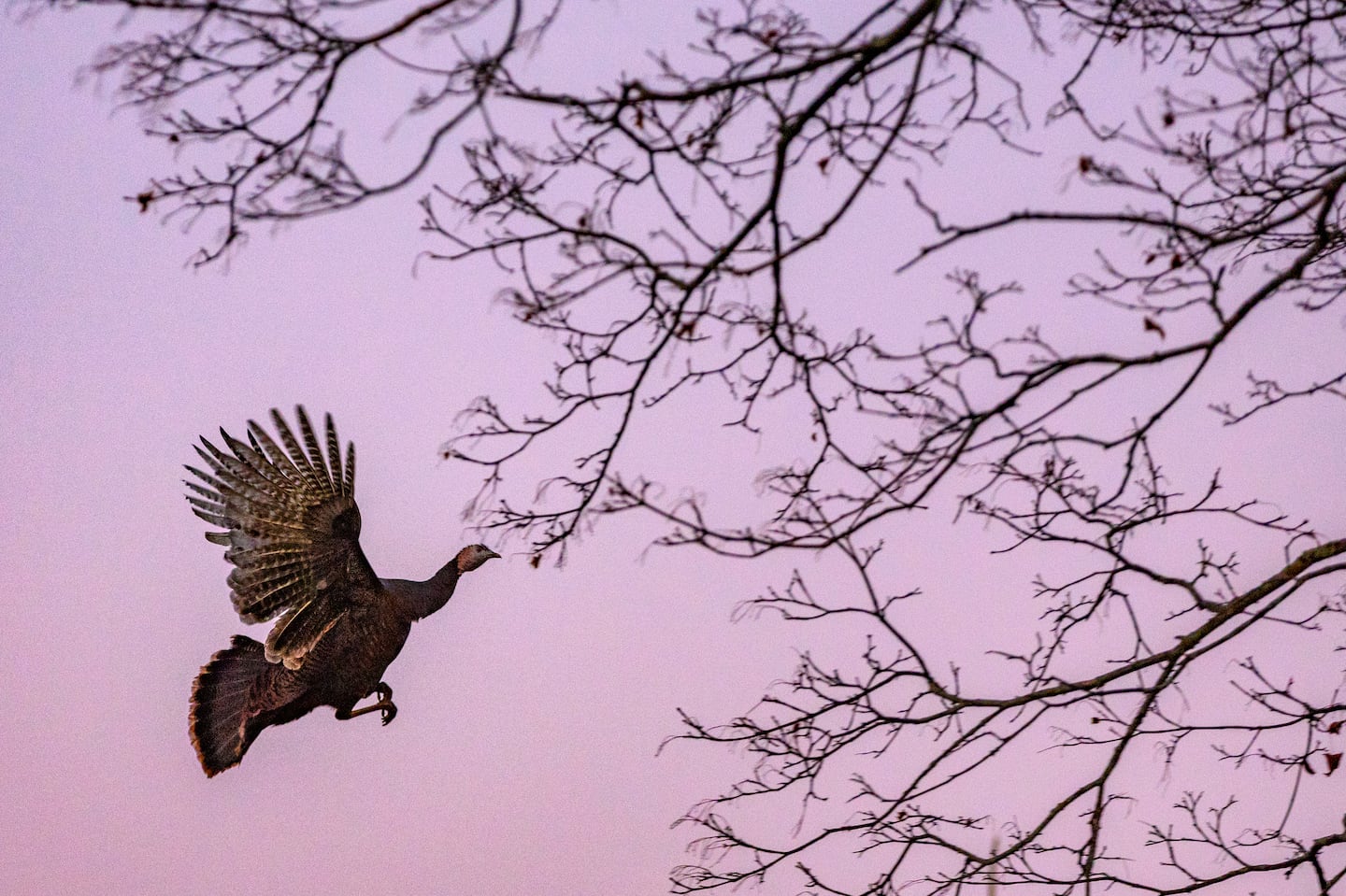 Turkeys can fly short distances to flee predators or nest overnight in a tree or rooftop.