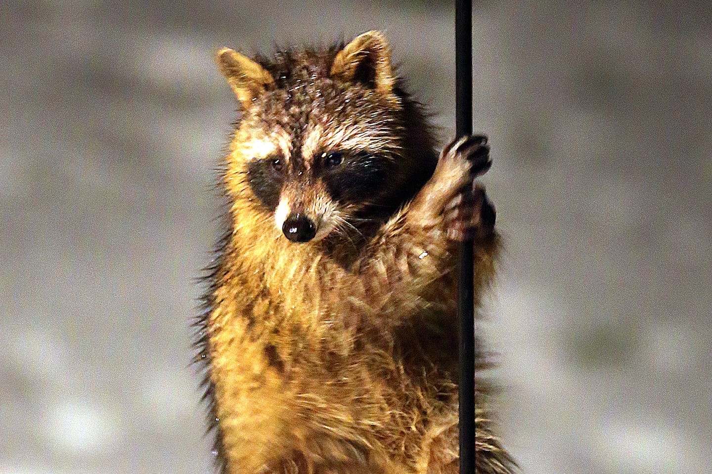 A different raccoon held onto a pole in a Pembroke backyard in 2013.