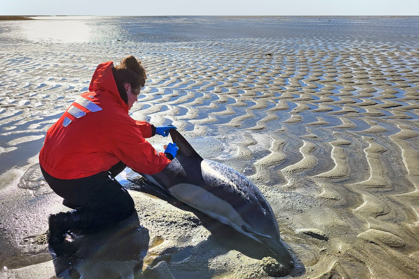 A stranded dolphin was attended to near Skaket Beach in Orleans on Nov. 9. An unprecedentedly bad year for beached dolphins on Cape Cod might have to do with warming waters changing the availability of the animals' food, said scientists hoping to curb the strandings.