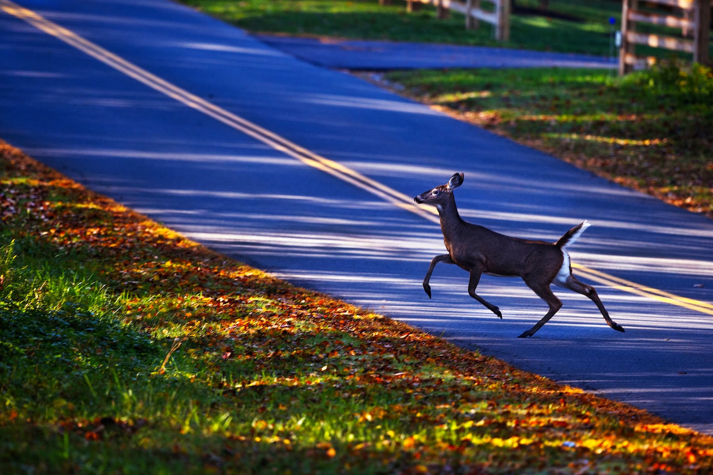 A white-tailed deer darts across Mahhkeenac Lake Road in Stockbridge.