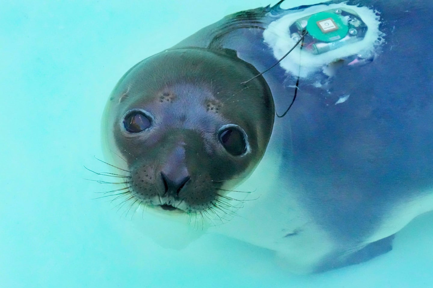 Following months of rehabilitation, a young, female hooded seal, named Nova, rescued from the banks of the Providence River in September, was released into the wild along the coast of Charlestown, R.I. on Tuesday, according to Mystic Aquarium.