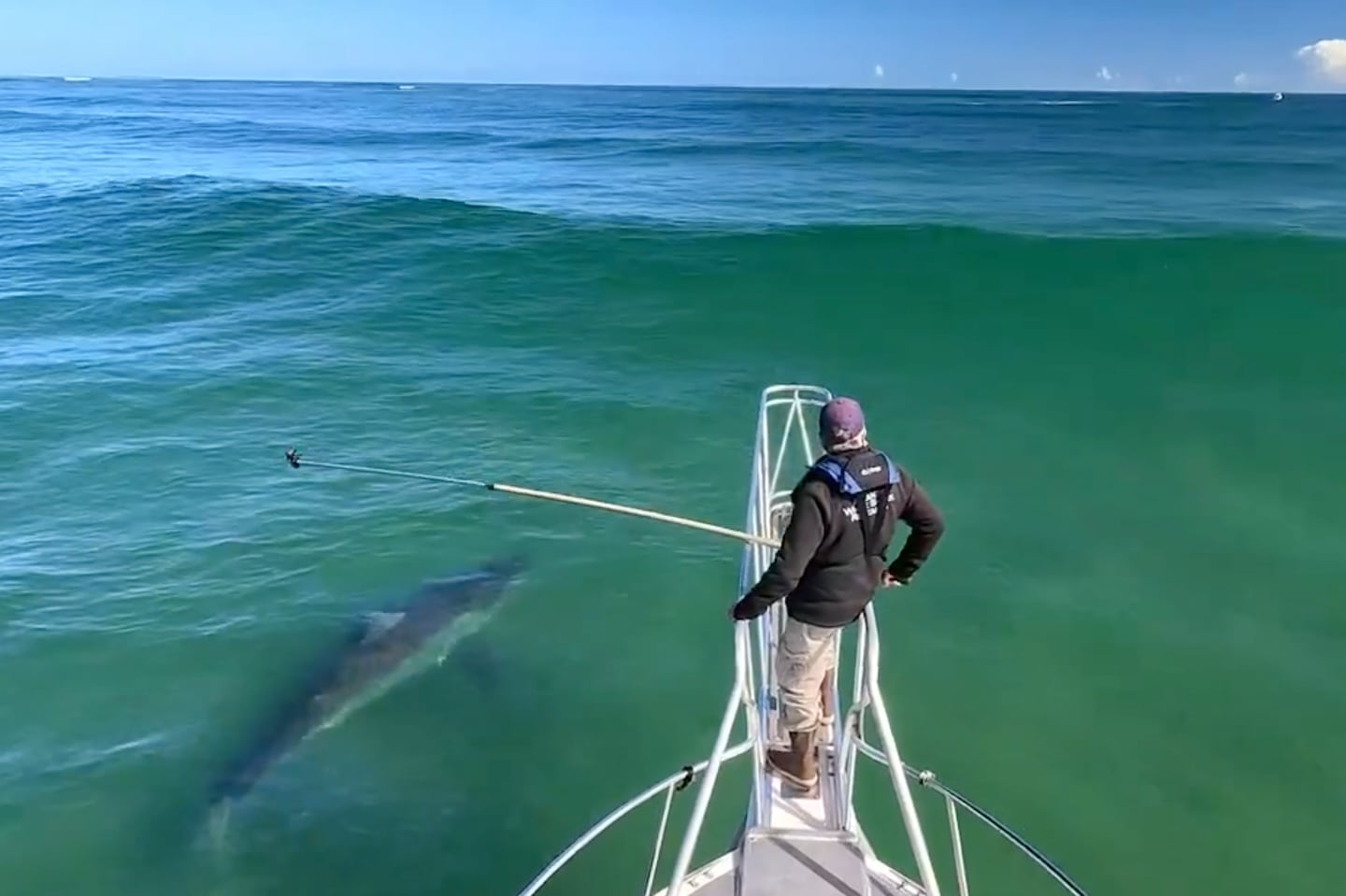 A 12-foot shark was spotted off the coast of Chatham in October.