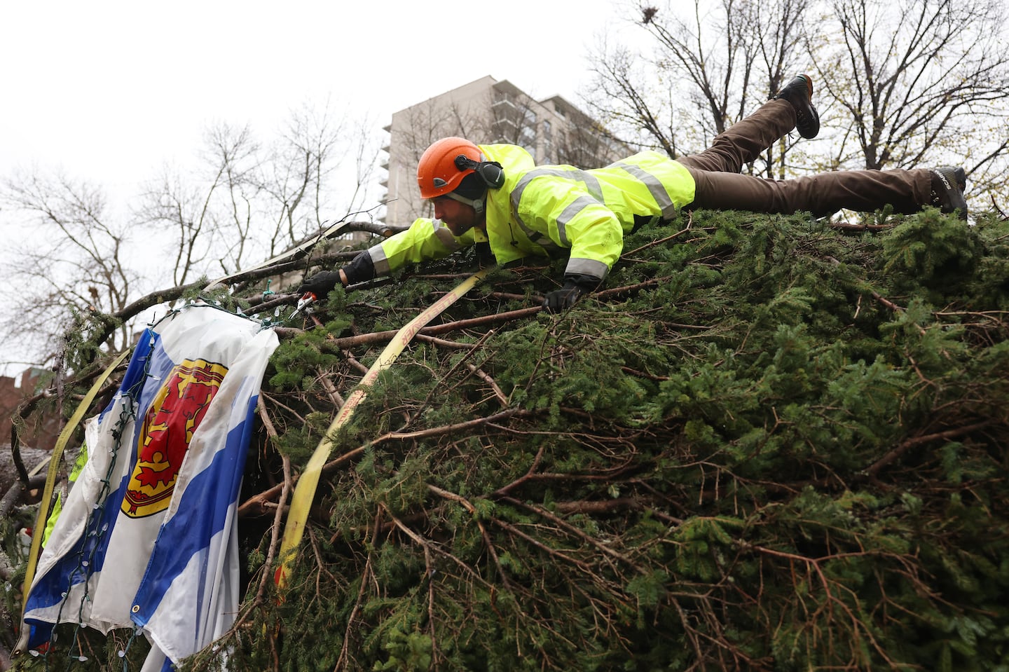 A worker leaned over to cut the zip tie holding the Nova Scotia flag to the tree so that they could attach it to a crane and set it up on Boston Common.