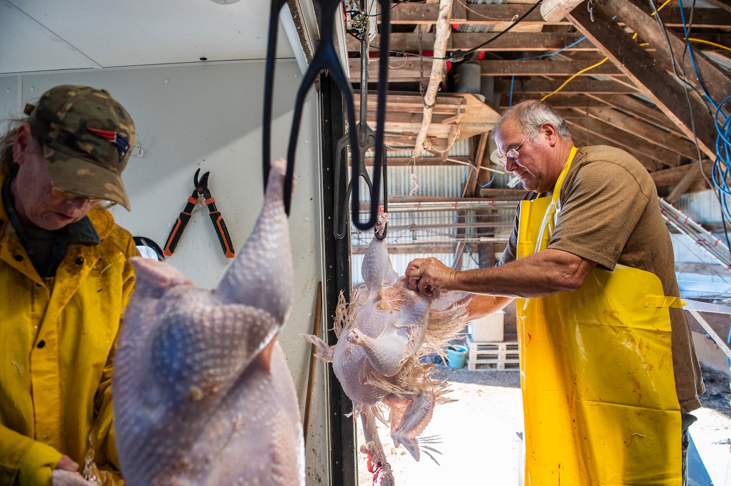 Farmhand Debbie Paquette and farm owner Steve Hurd worked to de-feather freshly slaughtered turkeys at Hurd Farm in Hampton, N.H., on Nov. 18.