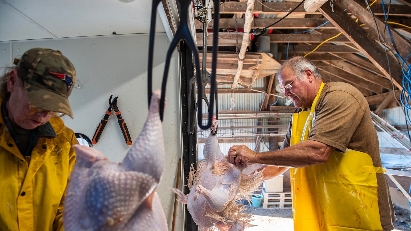 Farmhand Debbie Paquette and farm owner Steve Hurd worked to de-feather freshly slaughtered turkeys at Hurd Farm in Hampton, N.H., on Nov. 18.