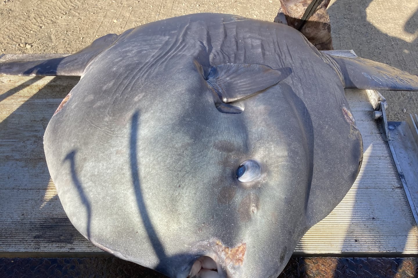 Wildlife rescuers raced against the clock to save a 500-pound ocean sunfish trapped in shallow water near Pocomo Point in Nantucket Harbor.