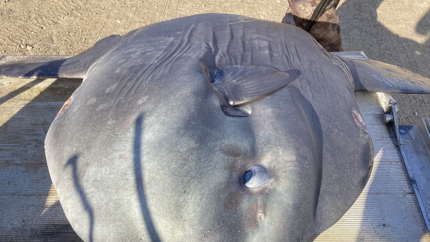 Wildlife rescuers raced against the clock to save a 500-pound ocean sunfish trapped in shallow water near Pocomo Point in Nantucket Harbor.