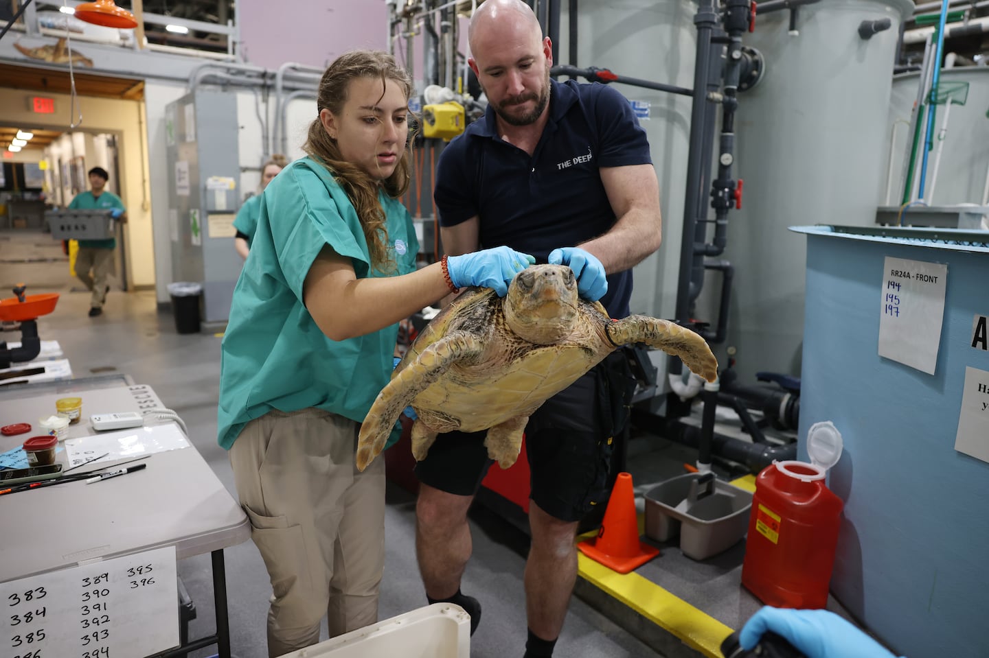 Samantha Cobuzzi-Luecke and Lloyd Wilkinson worked to lift a loggerhead turtle so that it could be documented at the New England Aquarium’s Sea Turtle Hospital in Quincy on Sunday.