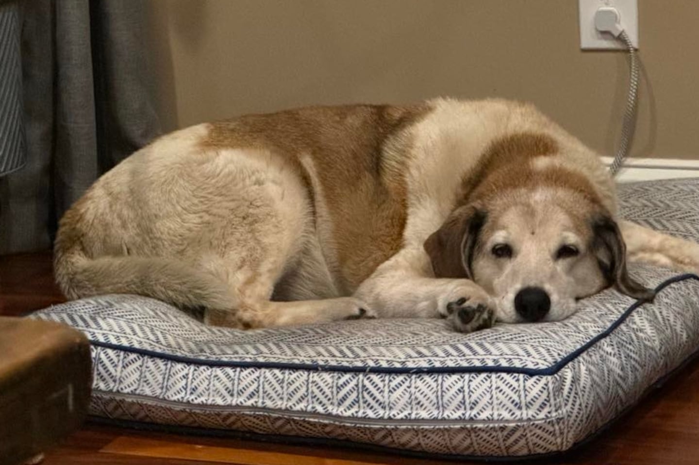 Trudy, a 14-year-old hound mix who is recovering from back surgery, was reunited with her family Tuesday evening at the Swampscott Police Station.