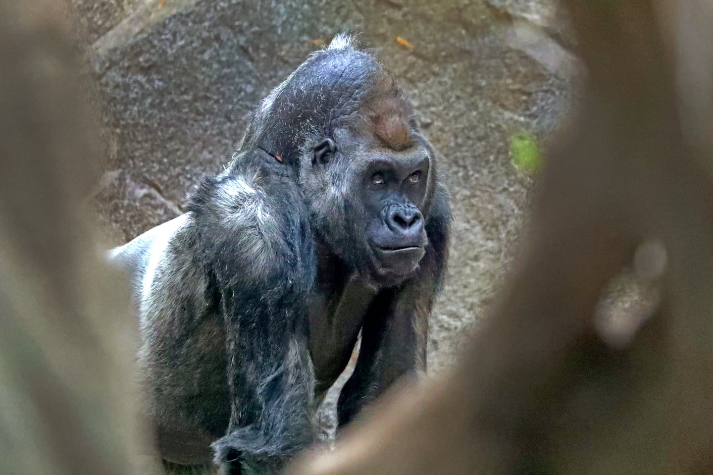 Kitombe at the Franklin Park Zoo in 2020, shortly after his mate, Kiki, delivered their fifth offspring. The 38-year-old gorilla, nicknamed 'Kit,' died on Thursday.