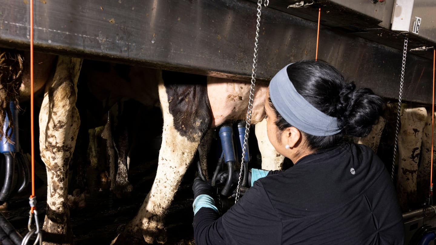 A worker attaches milk claws, stainless steel, rubber-lined teat cups, which draw out the milk, at the Heeg Brothers Dairy farm near Colby, Wisconsin, June 27, 2024.