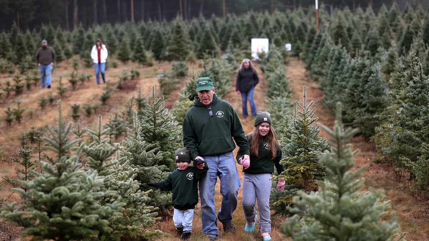 A Christmas tree farm in New England.