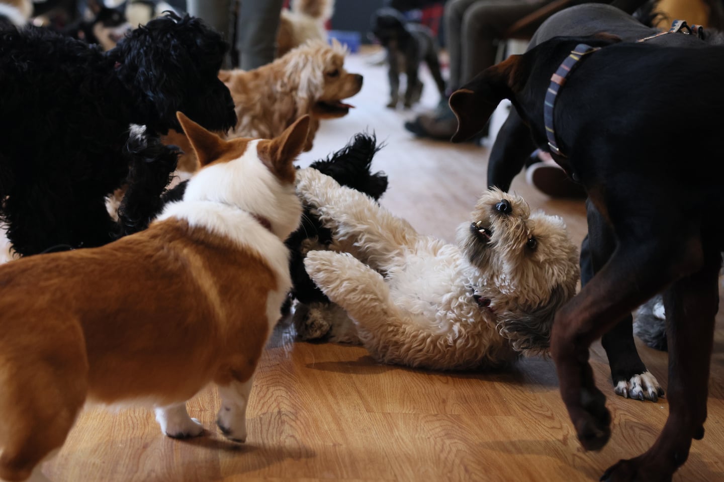 Puppies playing on the floor.