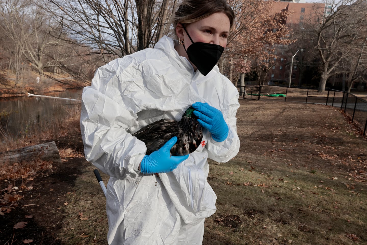 Meaghan Still, a certified veterinary technician with the New England Wildlife Center, rescued the first bird at the Muddy River in Brookline, a male mallard.