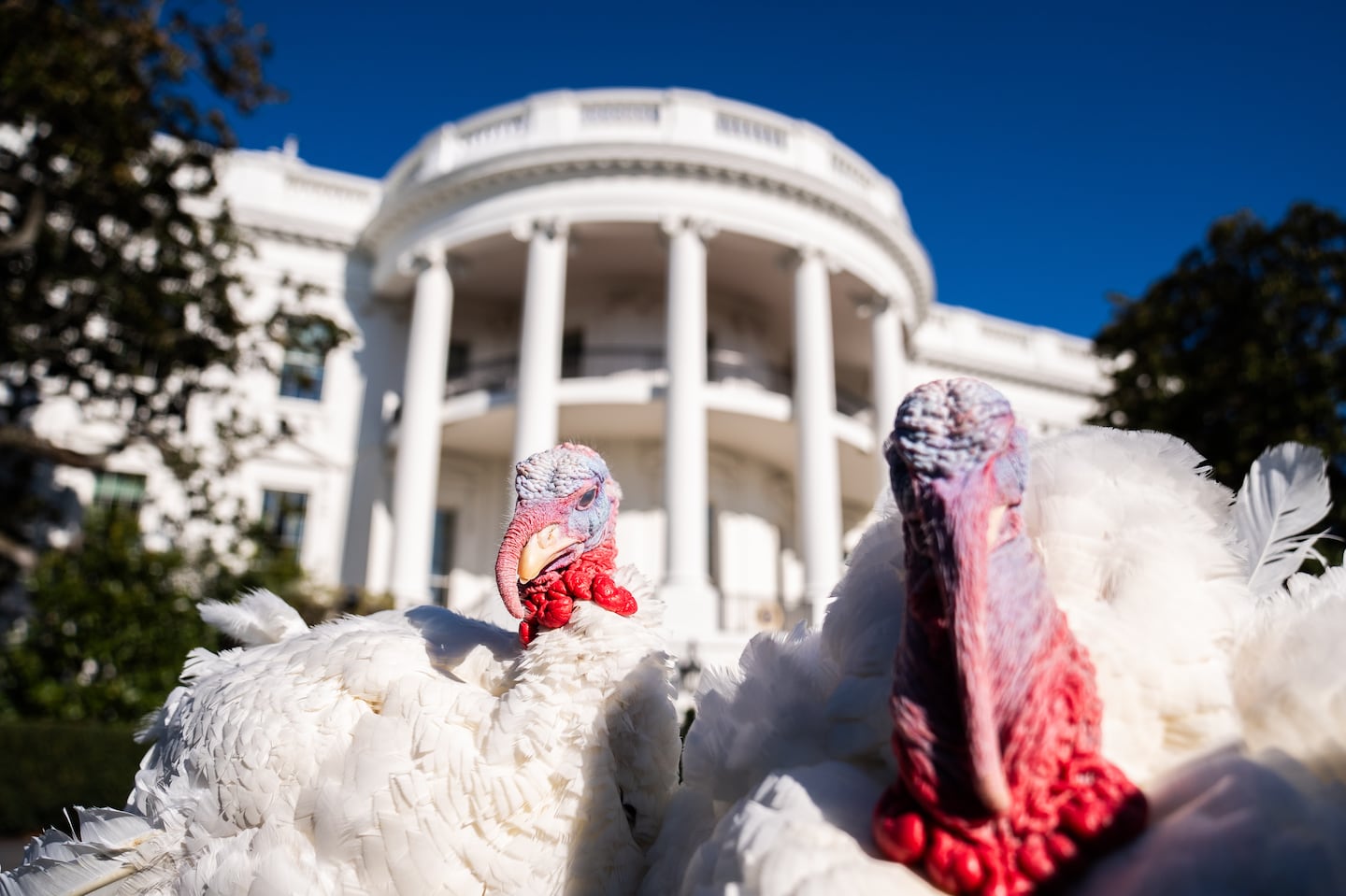 Turkeys Peach and Blossom before a pardoning ceremony Nov. 25, 2024.