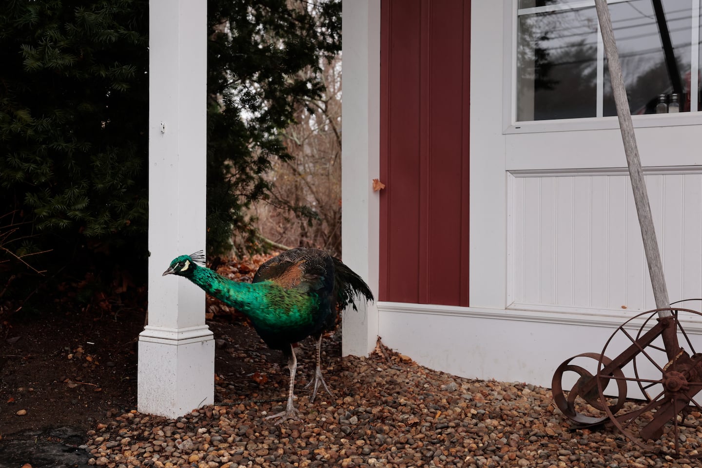 A mystery peacock, and local celebrity, wandered outside The Farm Bar and Grille on Western Avenue in Essex.