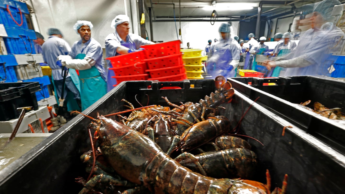 Lobsters are processed at the Sea Hag Seafood plant in Tenants Harbor, Maine.