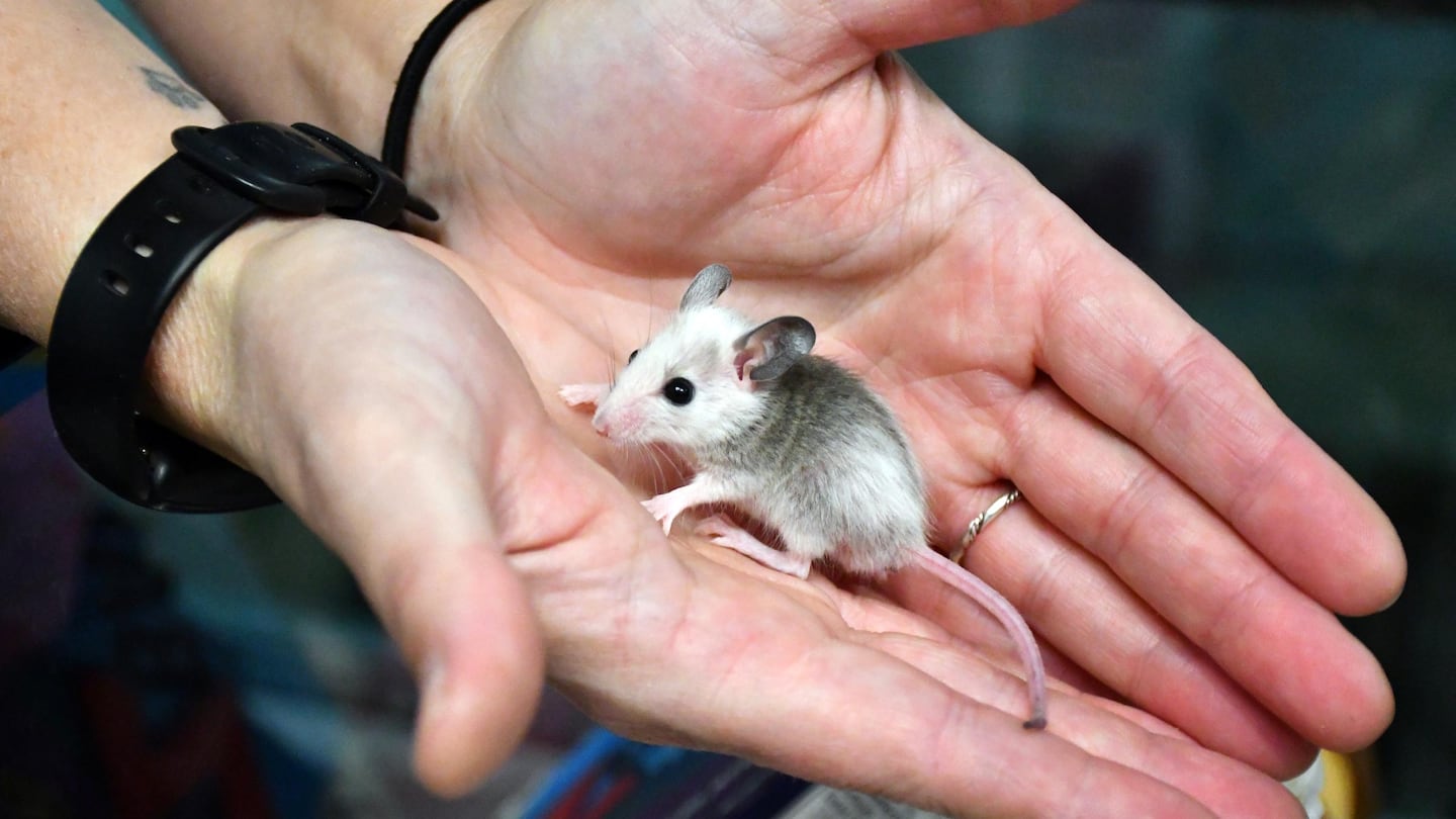 This rodent is among the 250 that are seeking forever homes during a special adoption event hosted by the New Hampshire Society for the Prevention of Cruelty to Animals ahead of the holidays.