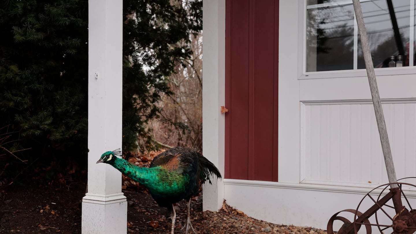 A mystery peacock, and local celebrity, wandered outside The Farm Bar and Grille on Western Avenue in Essex.