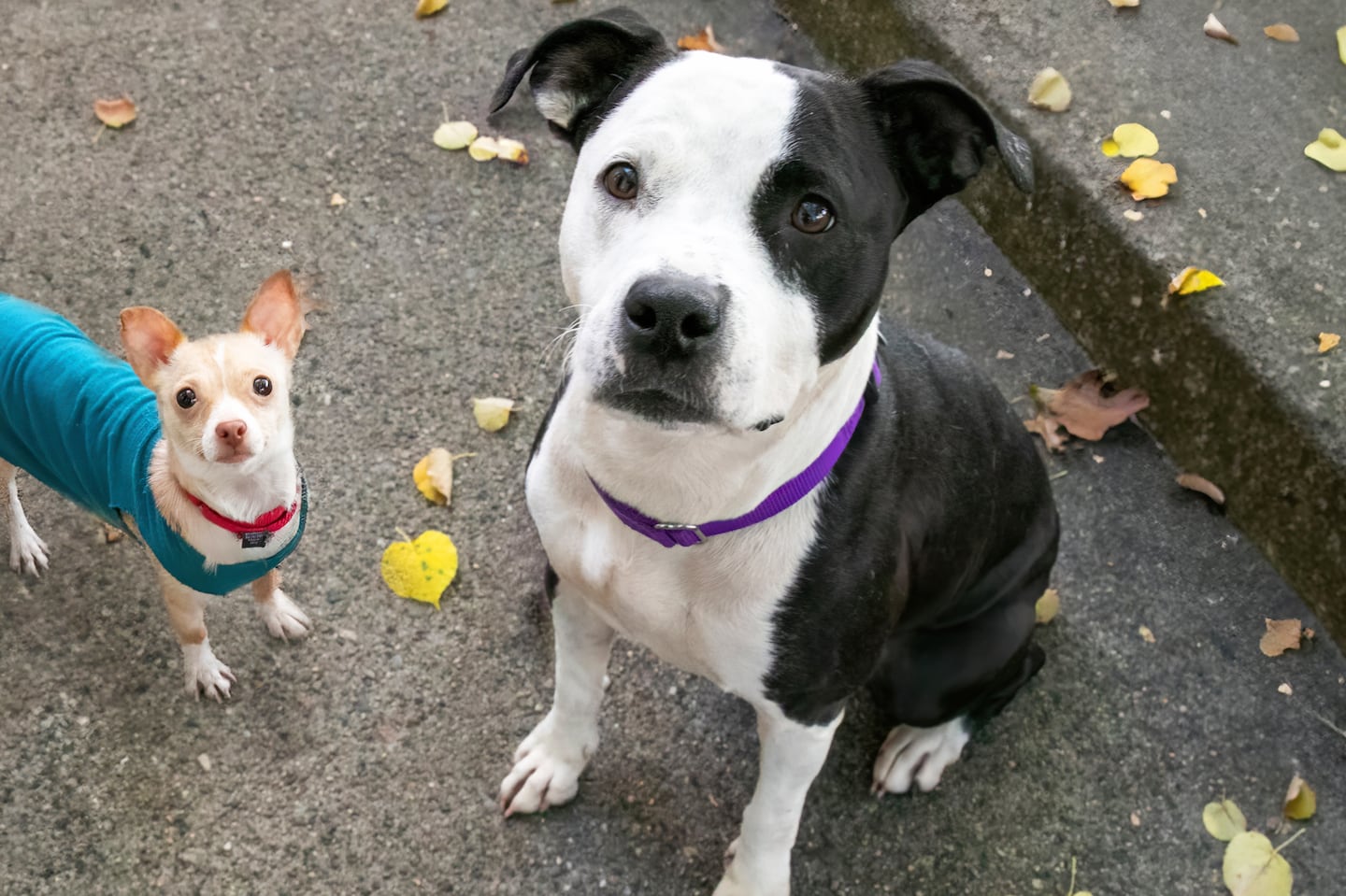 Gigi, a 1-year-old chihuahua, and Karma, a 5-year-old Bully mix, have developed a close bond at the Animal Rescue League of Boston shelter.