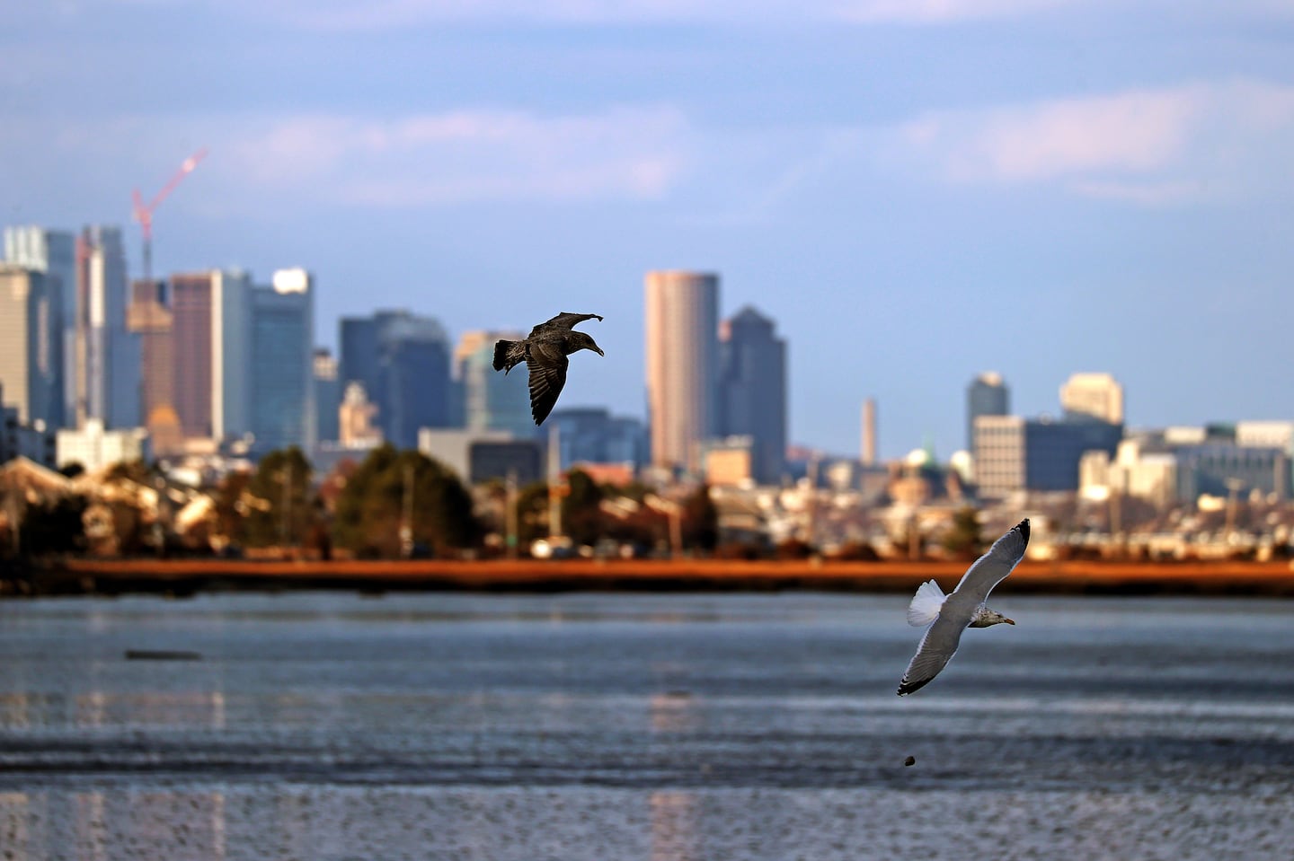 A couple of seagulls take to the sky in Quincy over Wollaston Beach with Boston in the background Thursday.