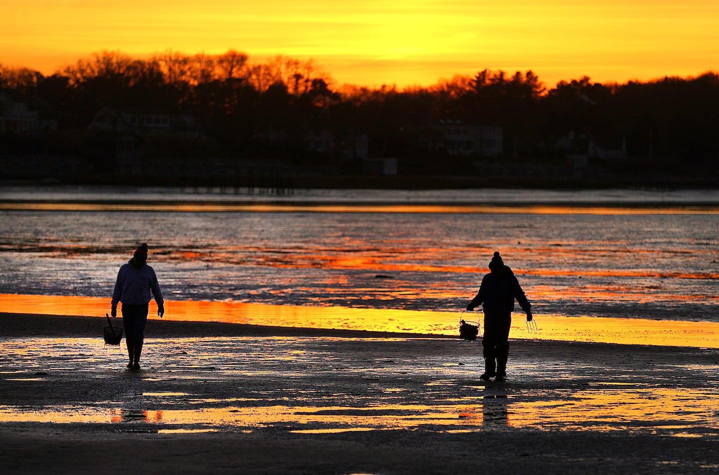 Clammers walk from Duxbury Bay at low tide at sunset with baskets full of shellfish on Dec. 21, 2022.