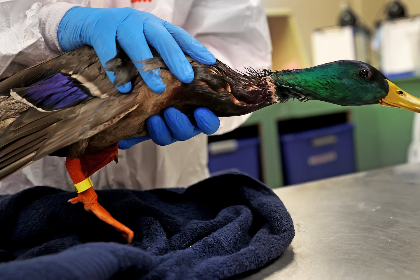 A mallard looking better after oil was removed. Staff at the New England Wildlife Center in Weymouth rescued and cleaned over a dozen Canada geese and mallards that were soaked in oil after a spill in the Muddy River in Brookline on Dec. 8.