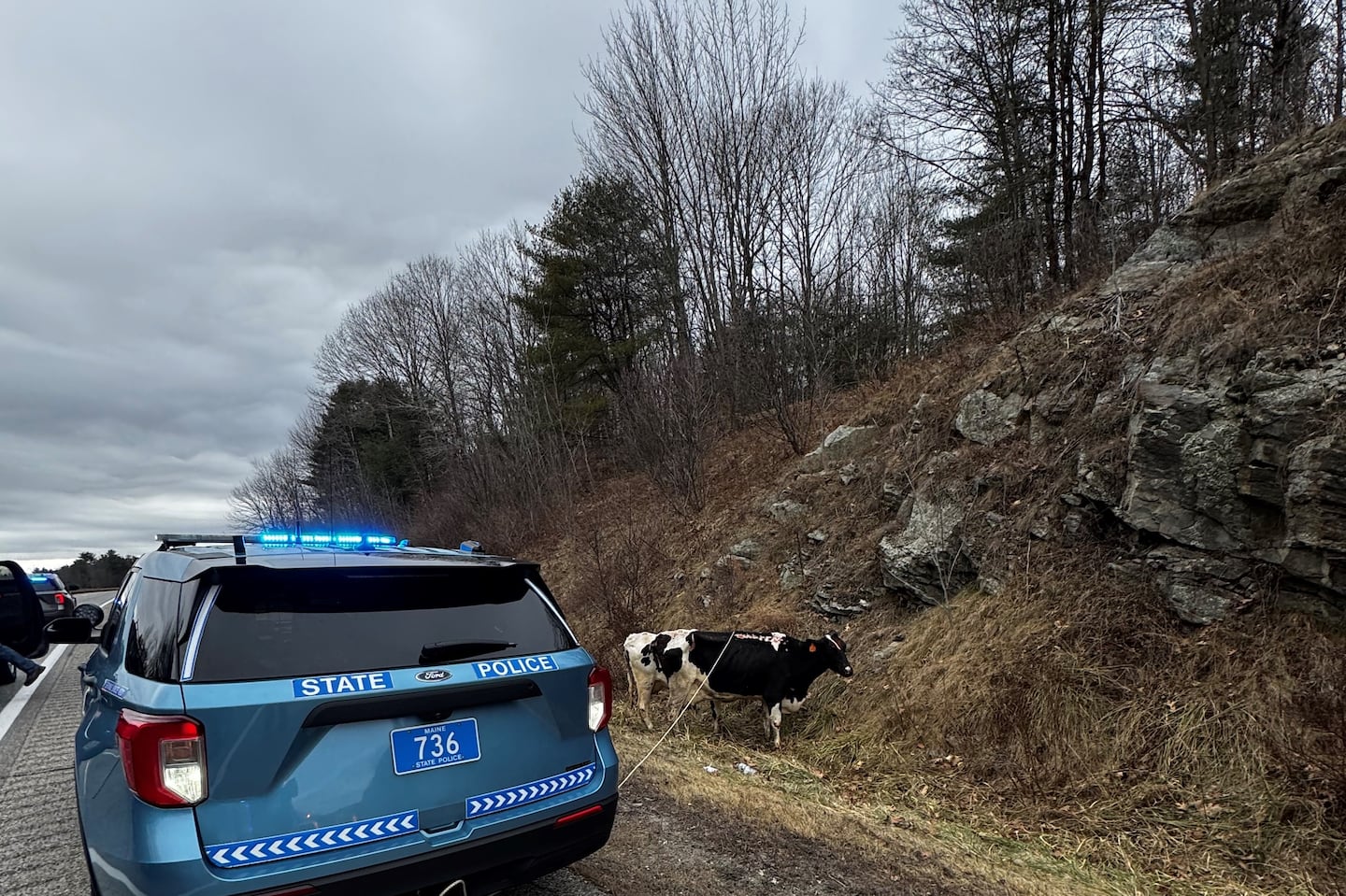 Four cows got loose on the Maine Turnpike after the doors on the trailer they were traveling in became unlatched, Maine State Police said.