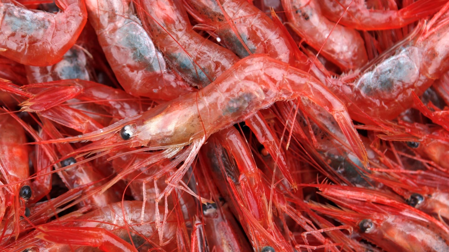 Northern shrimp aboard a trawler in the Gulf of Maine.