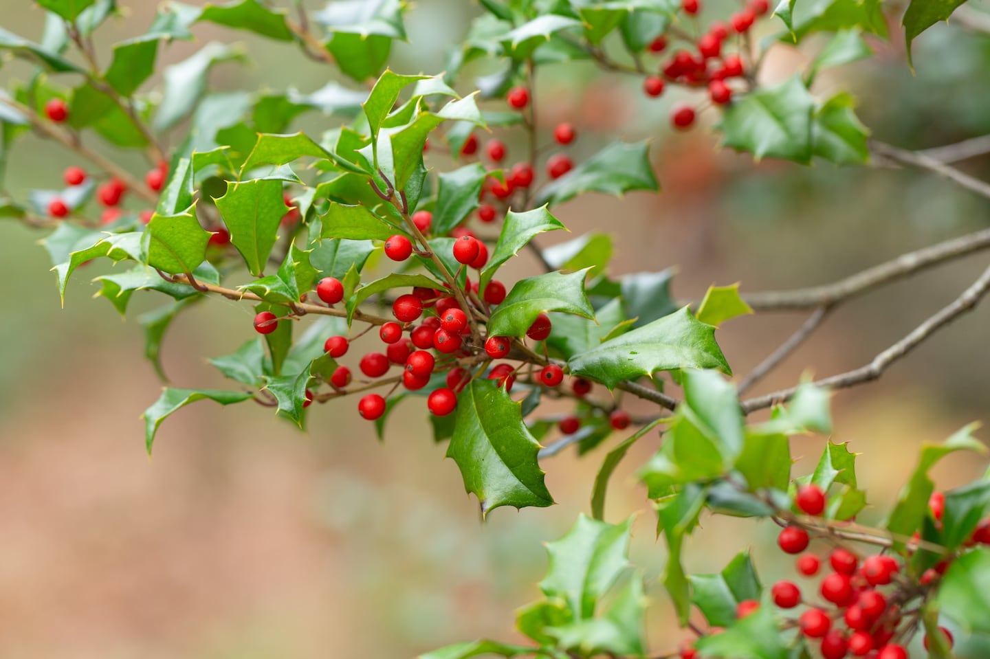 American holly with vibrant red berries.