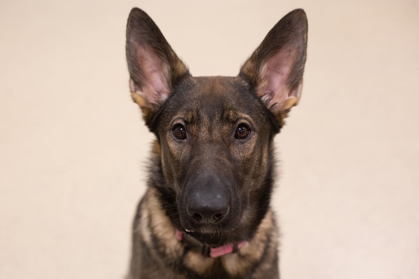 The female German Shepard is about 10 to 12 months old, officials said.